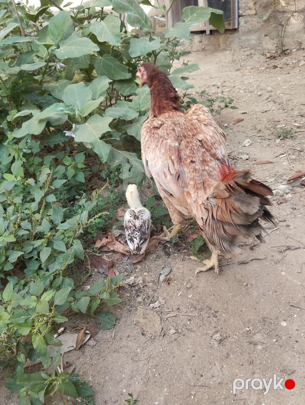 Salam hər vaxtınız xeyir sağlam heyvanlardi 2 dənə cücə yaninda — Toyuq və xoruz, Digah (3)