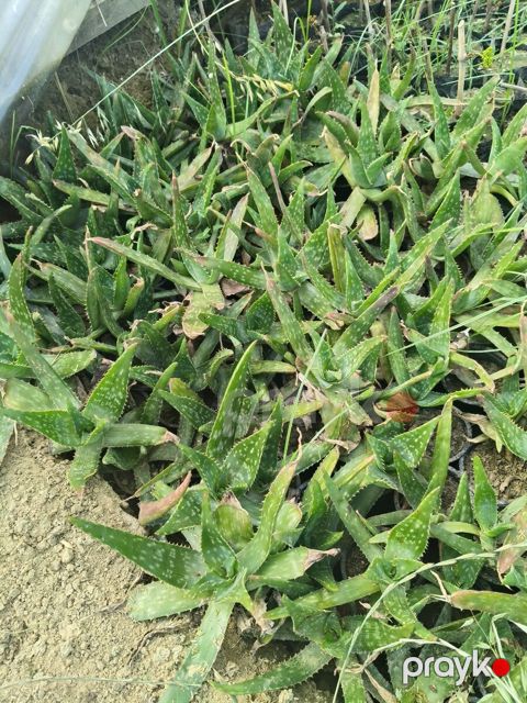 Aloe vera — Bakı