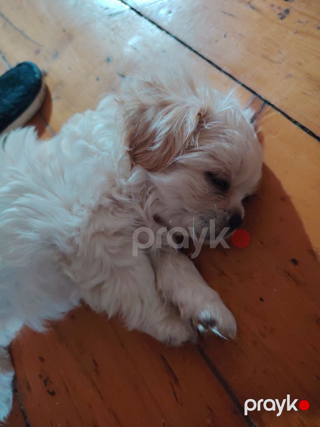 Pekines, 2 ay, Dişi, Peyvəndli — Köpəklər, Digah (2)