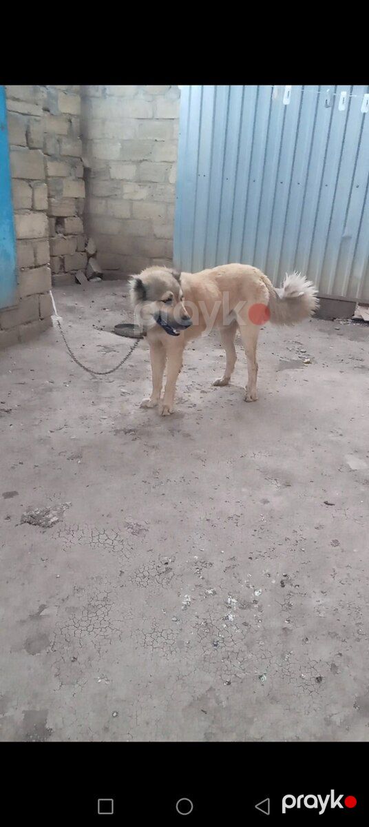 Qurdbasar — Köpəklər, Cəlilabad (2)