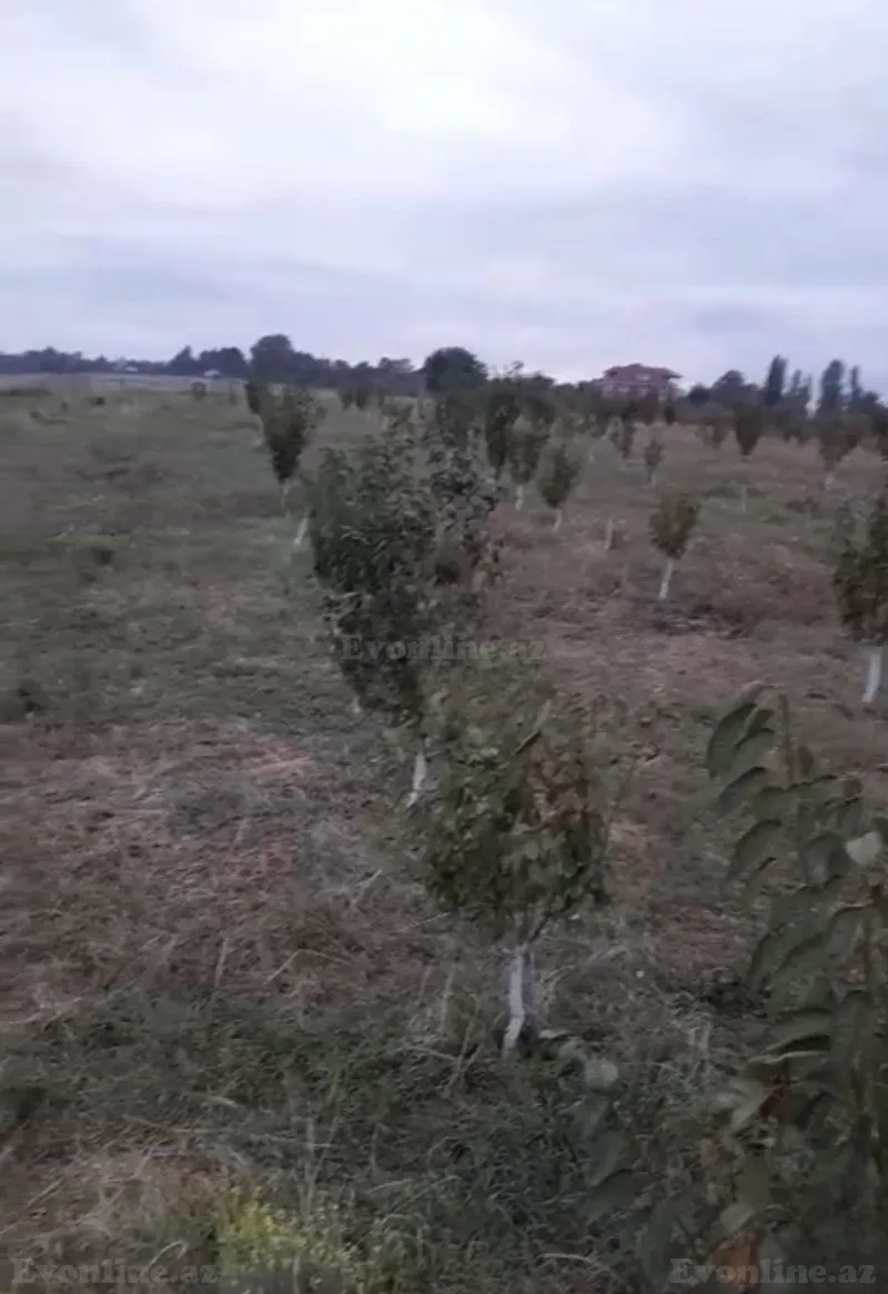 Satılır Torpaq 100 sot Qusar — Torpaq, Qusar (3)