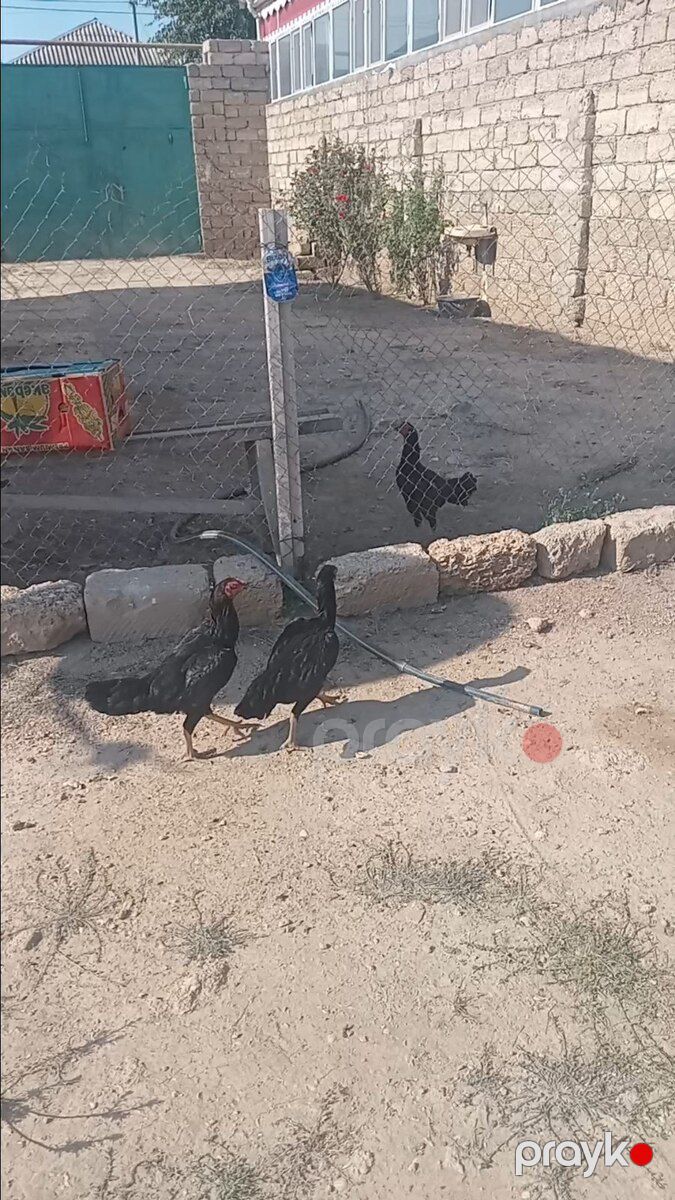 Heyratı — Quşlar, Bakı (2)