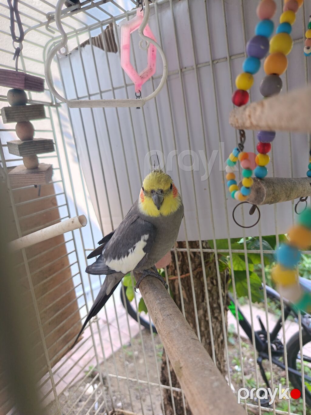 Nimfa (Cockatiel) папuqayı və qəfəs dəsti - Növ: Nimfa (Cockatiel) — Tutyun papağayı, Bakı (2)