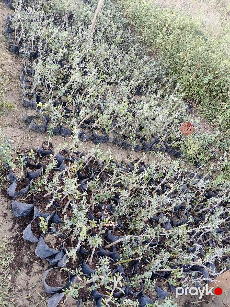 Zeytun ağacı — Bitkilər, Bakı (3)