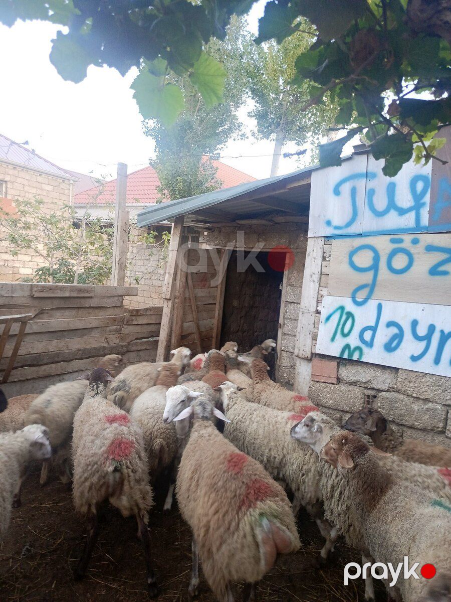 Quzular — Kənd təsərrüfatı heyvanları, Bakı (3)