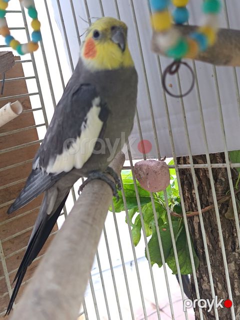 Nimfa (cockatiel) tutuquşu – boz bədən, ağ qanad ləkələri, sarı baş və — Bakı