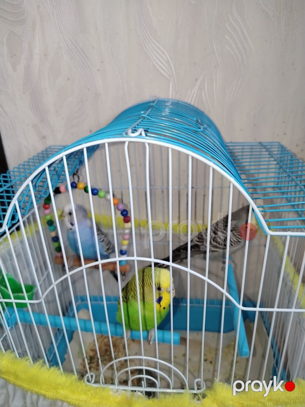 Məhsul: Dalmatian və Avstraliya cinsli dalğalı papuqaylar (budgerigar) — Qəfəslər, Bakı (5)