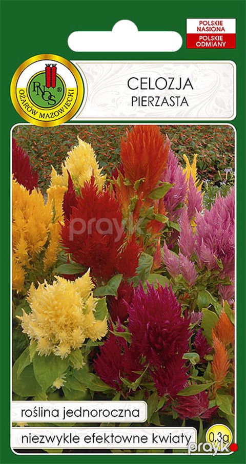 Çiçək toxumları Pnos Celosia Pierzasta, 0.3 q — Bakı