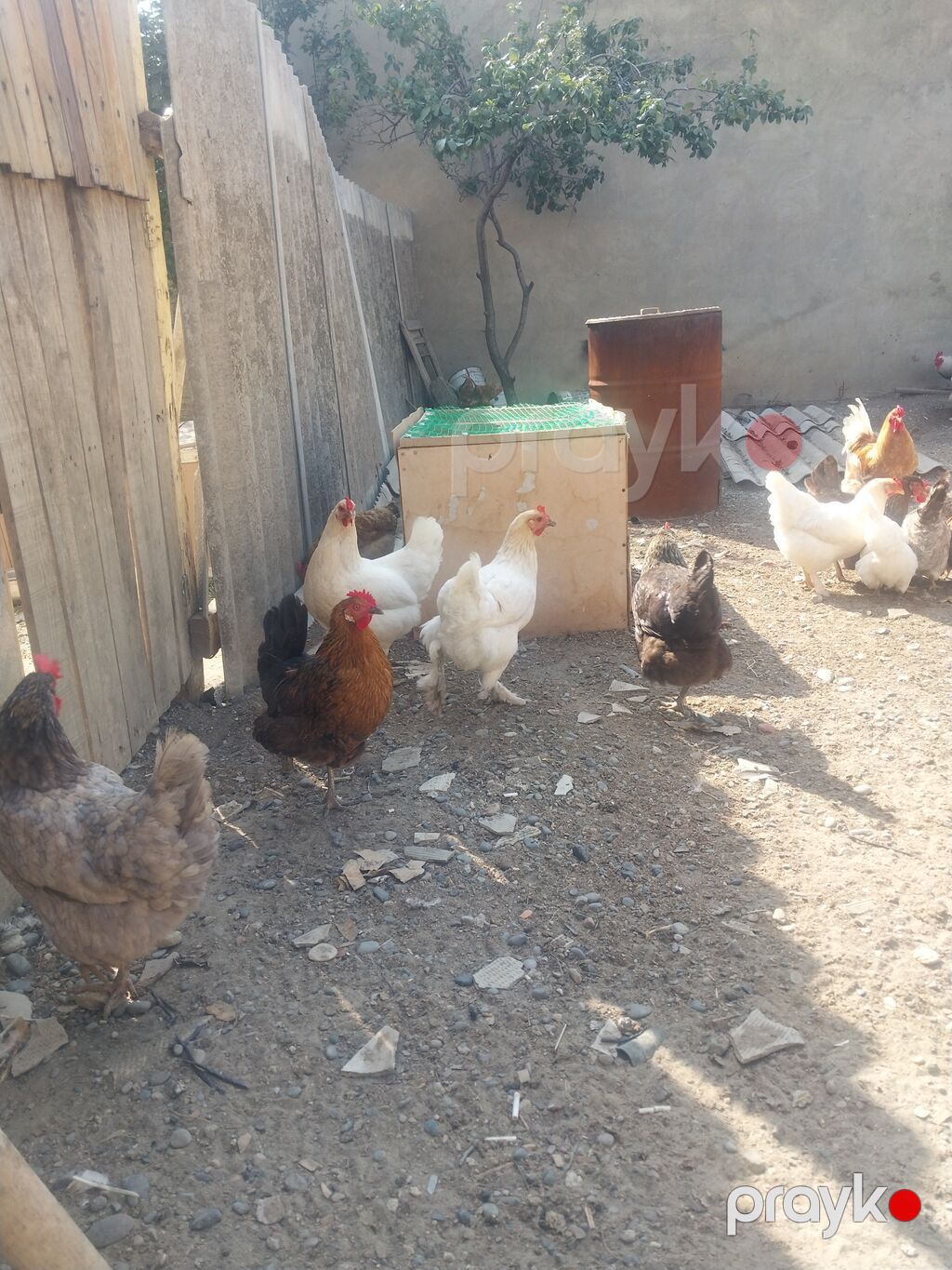 Toyuq, Liqorin, Yumurtalıq — Toyuq və xoruz, Bakı (4)