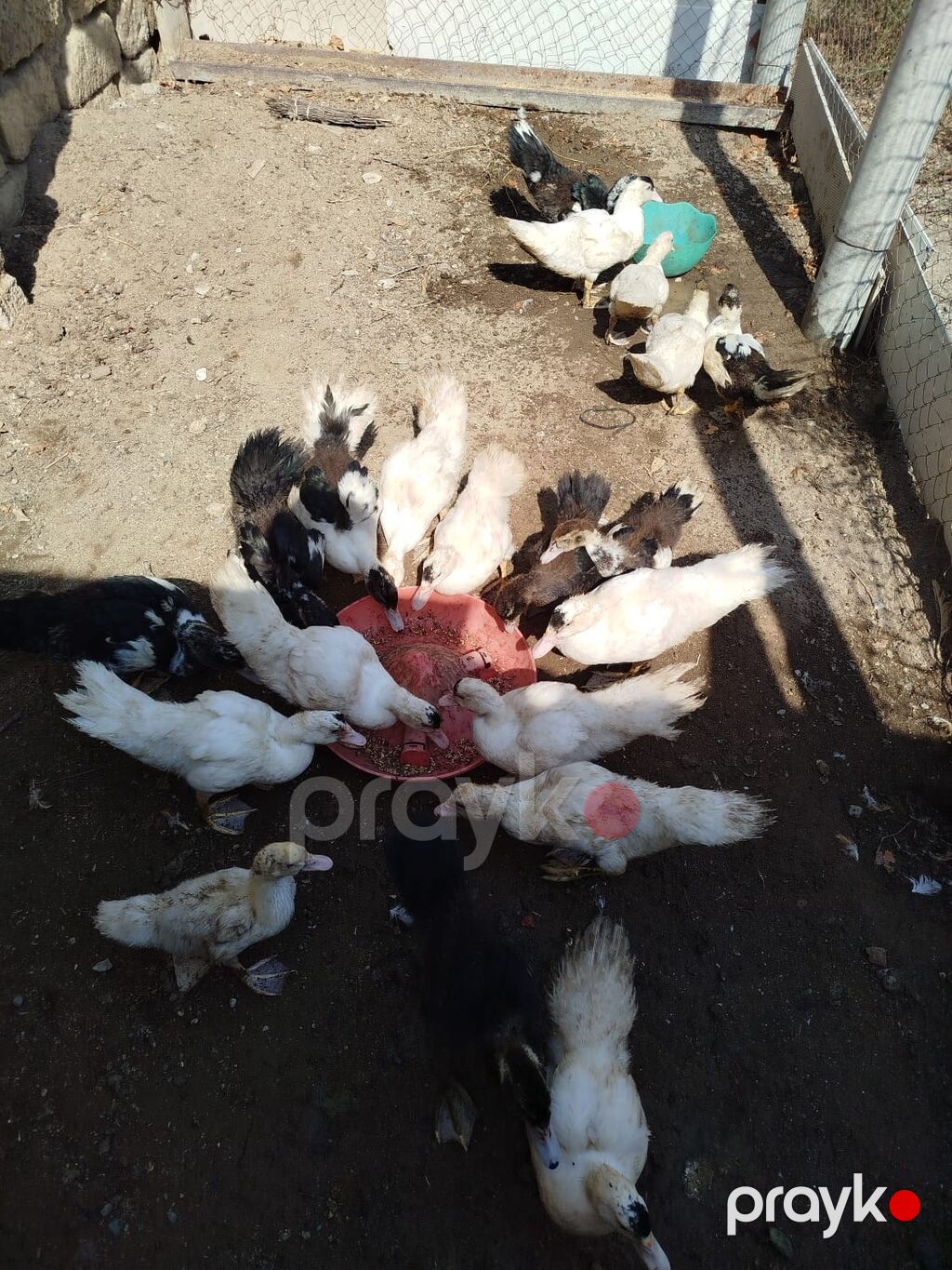 Dişi, Lal ördək, Damazlıq, Ünvandan götürmə — Digərləri, Novxanı (2)