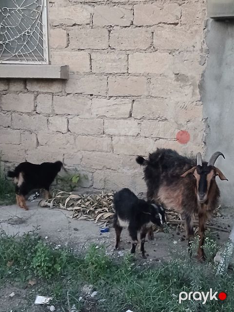Məhsul: Keçi ailəsi (dişi ana və 2 bala) Təsvir: - Qəhvəyi-qara — Digah