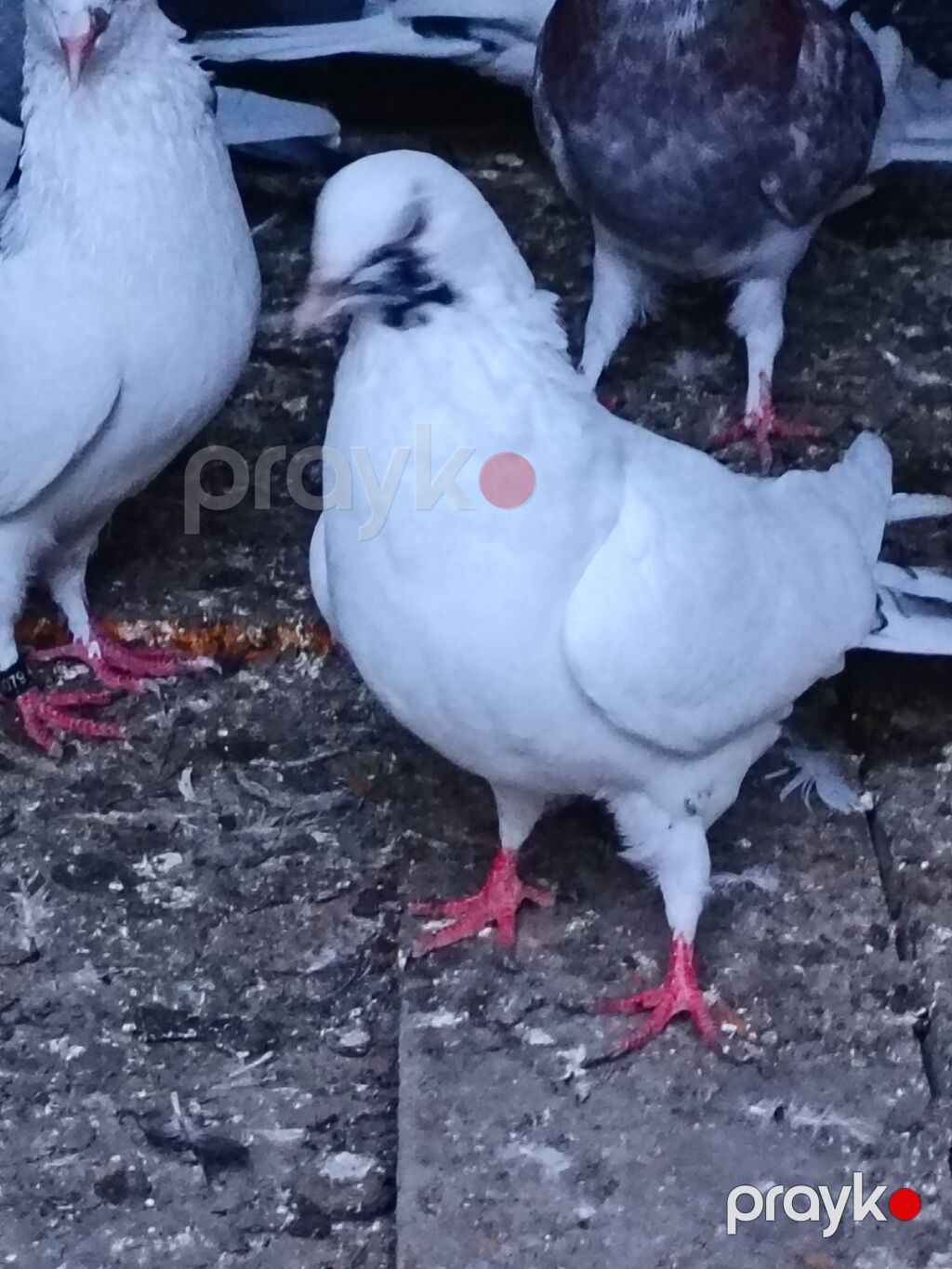 Salam. Tam saglam heyvanlardı. Hamsi ucan quslardi. Cutderde var — Göyərçin, Şəki (6)