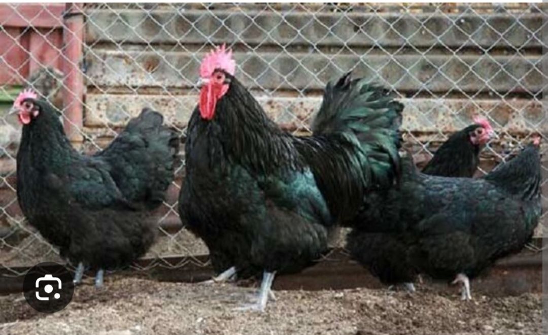 Mayalı avstralorp yumurtası — Quşlar, Bakı (3)