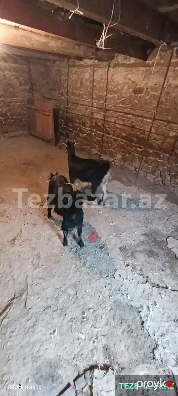 3 baş keçi satılır — Digər heyvanlar, Göygöl (4)