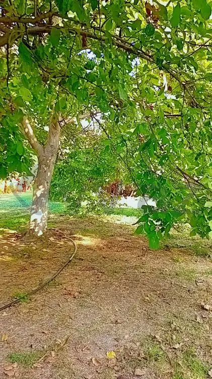7 sot Torpaq Satılır, Ağcabədi — Torpaq, Ağcabədi (4)