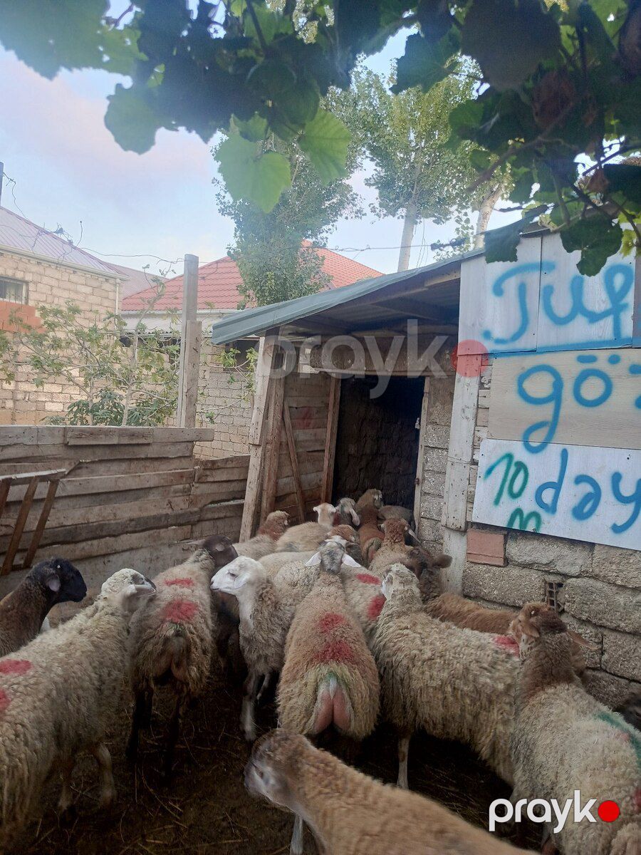 Quzular — Kənd təsərrüfatı heyvanları, Bakı (2)