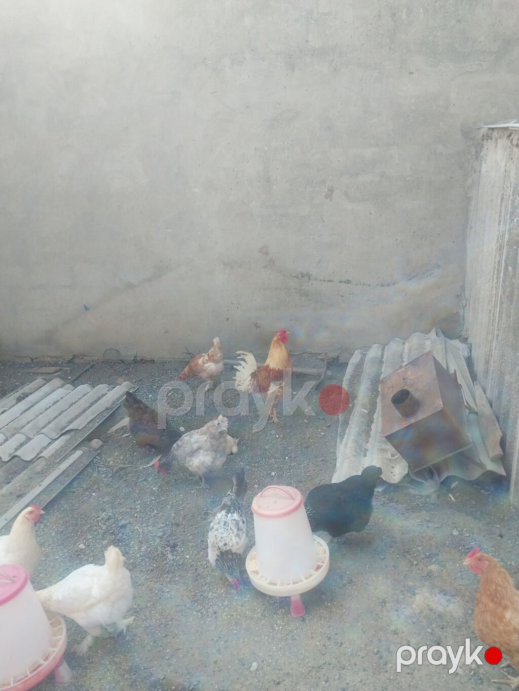 Toyuq, Liqorin, Yumurtalıq — Toyuq və xoruz, Bakı (2)