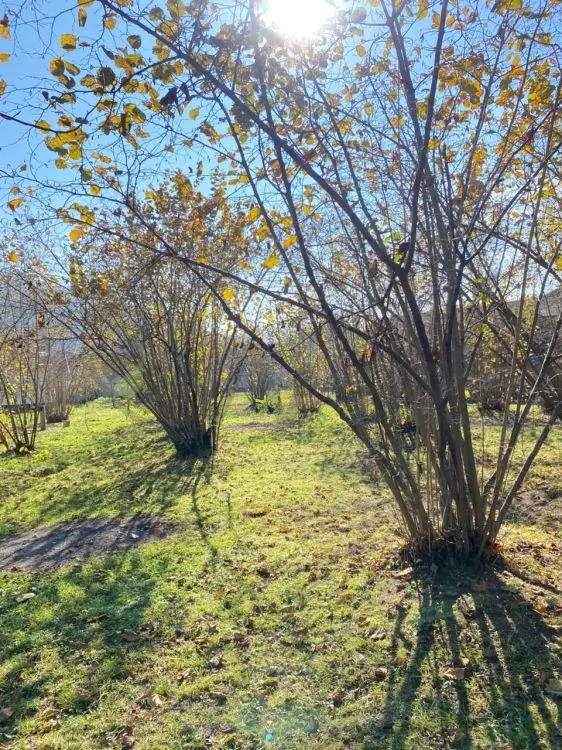 7 sot Torpaq Satılır, Qəbələ — Torpaq, Qəbələ (9)