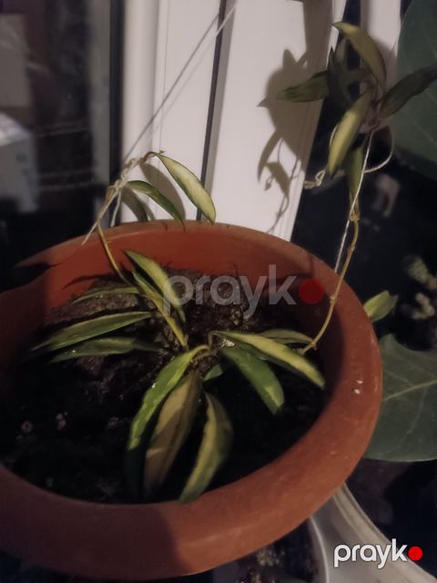 Mum çiçəyi — Bakı