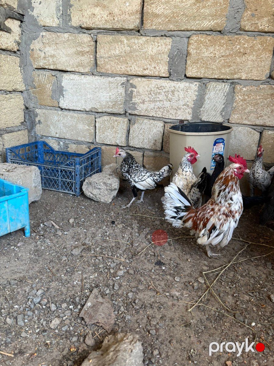Yapon toyuqları — Quşlar, Bakı (5)