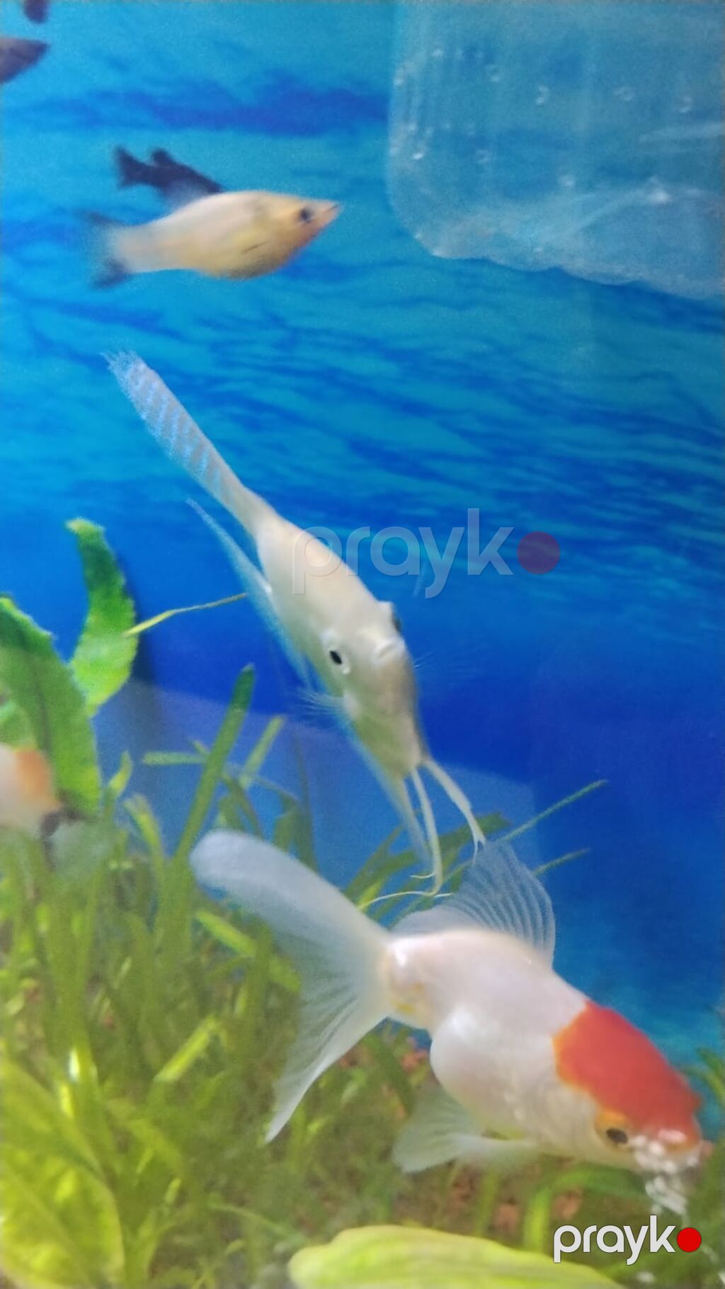 Akvaryum üçün ağ/kremsi rəngdə Skalyar (angelfish) - Növ — Akvariumlar və balıqlar, Bakı (2)