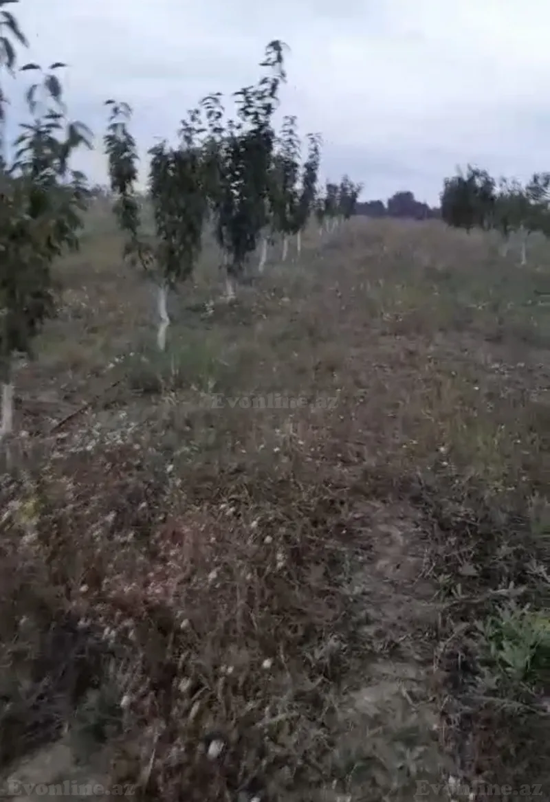 Satılır Torpaq 100 sot Qusar — Torpaq, Qusar (2)