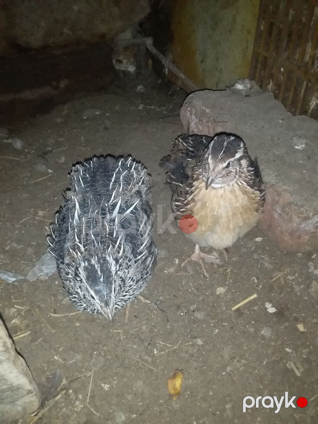 Bildirçinlər — Quşlar, Bakı (3)