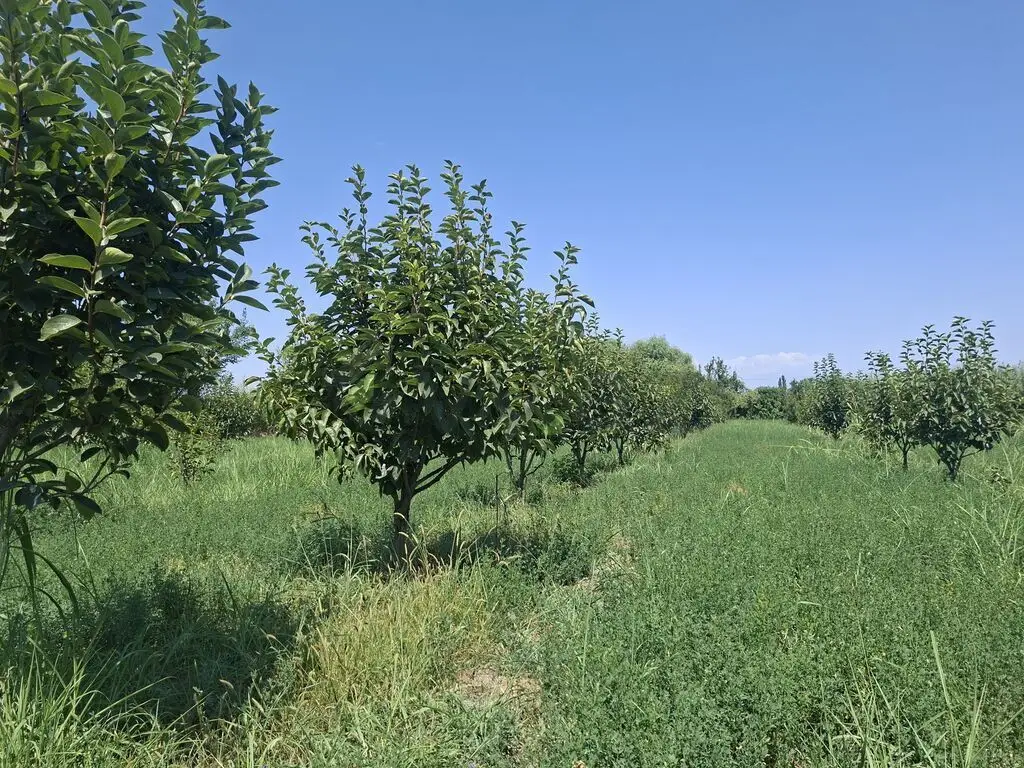 100 sot Torpaq Satılır, Göyçay — Göyçay