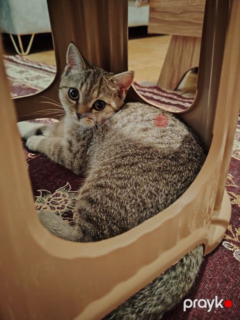Şinşilla, Erkək, Yaxşı əllərə, Ünvandan götürmə — Xırdalan