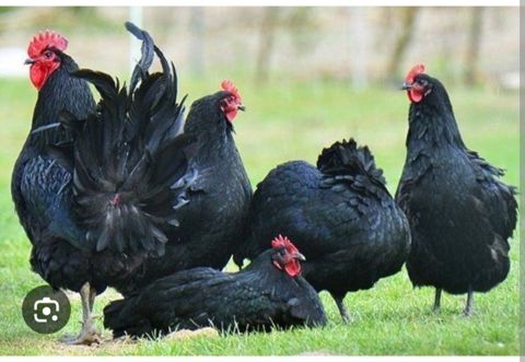 Mayalı avstralorp yumurtası — Bakı