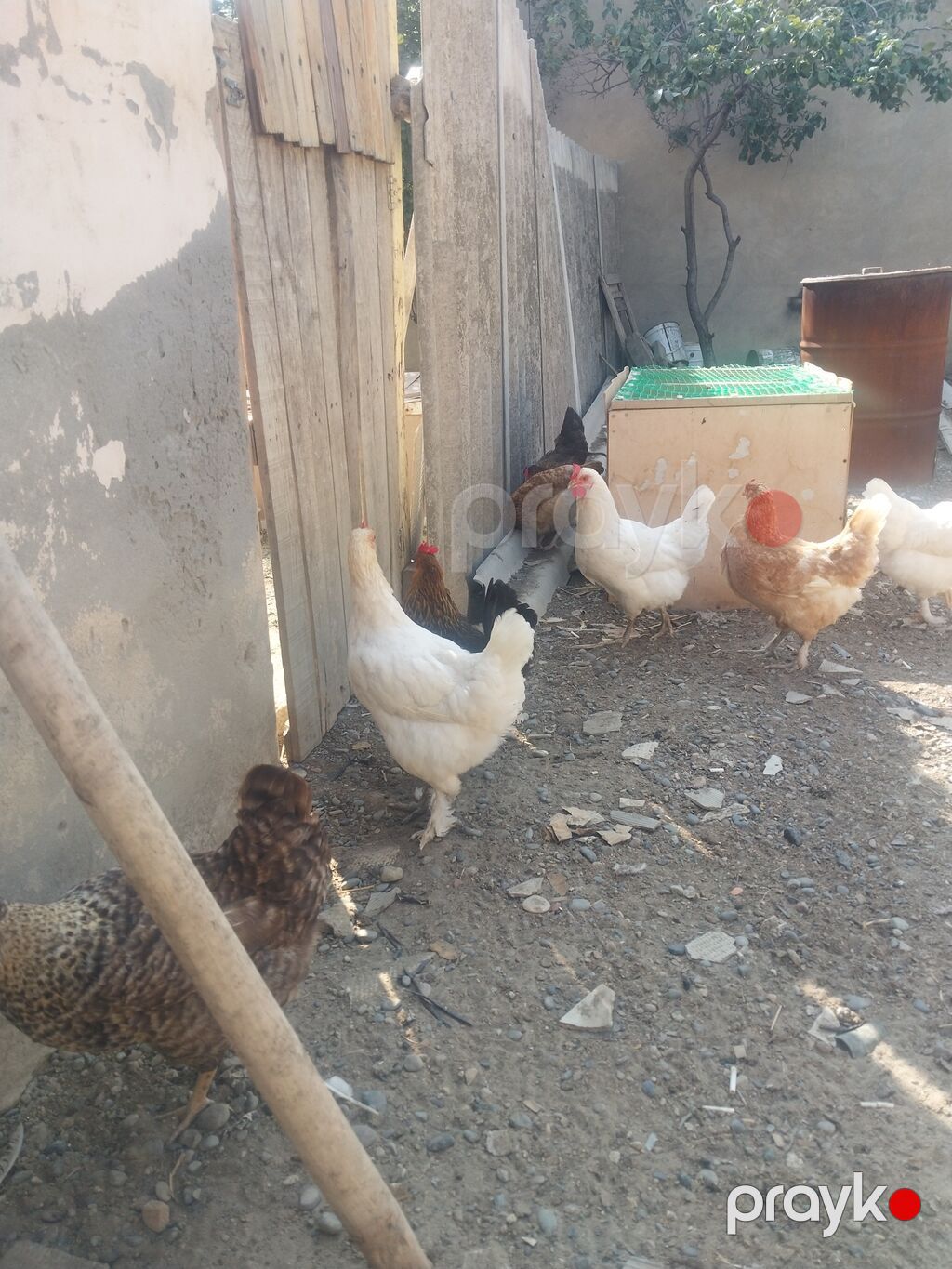 Toyuq, Liqorin, Yumurtalıq — Toyuq və xoruz, Bakı (5)