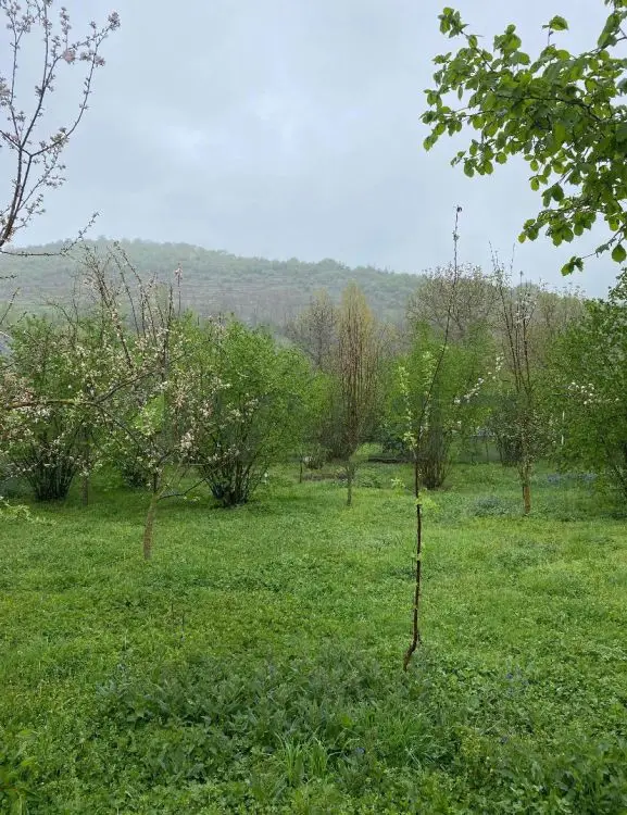 7 sot Torpaq Satılır, Qəbələ — Qəbələ