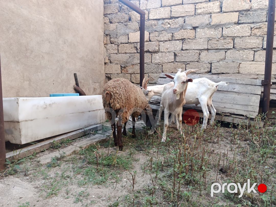 Quzu və çəpiş — Kənd təsərrüfatı heyvanları, Bakı (3)