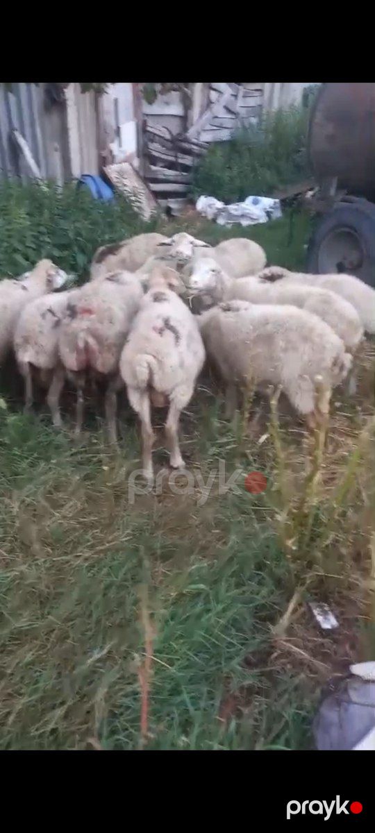 Qoyunlar — Kənd təsərrüfatı heyvanları, Qax (3)