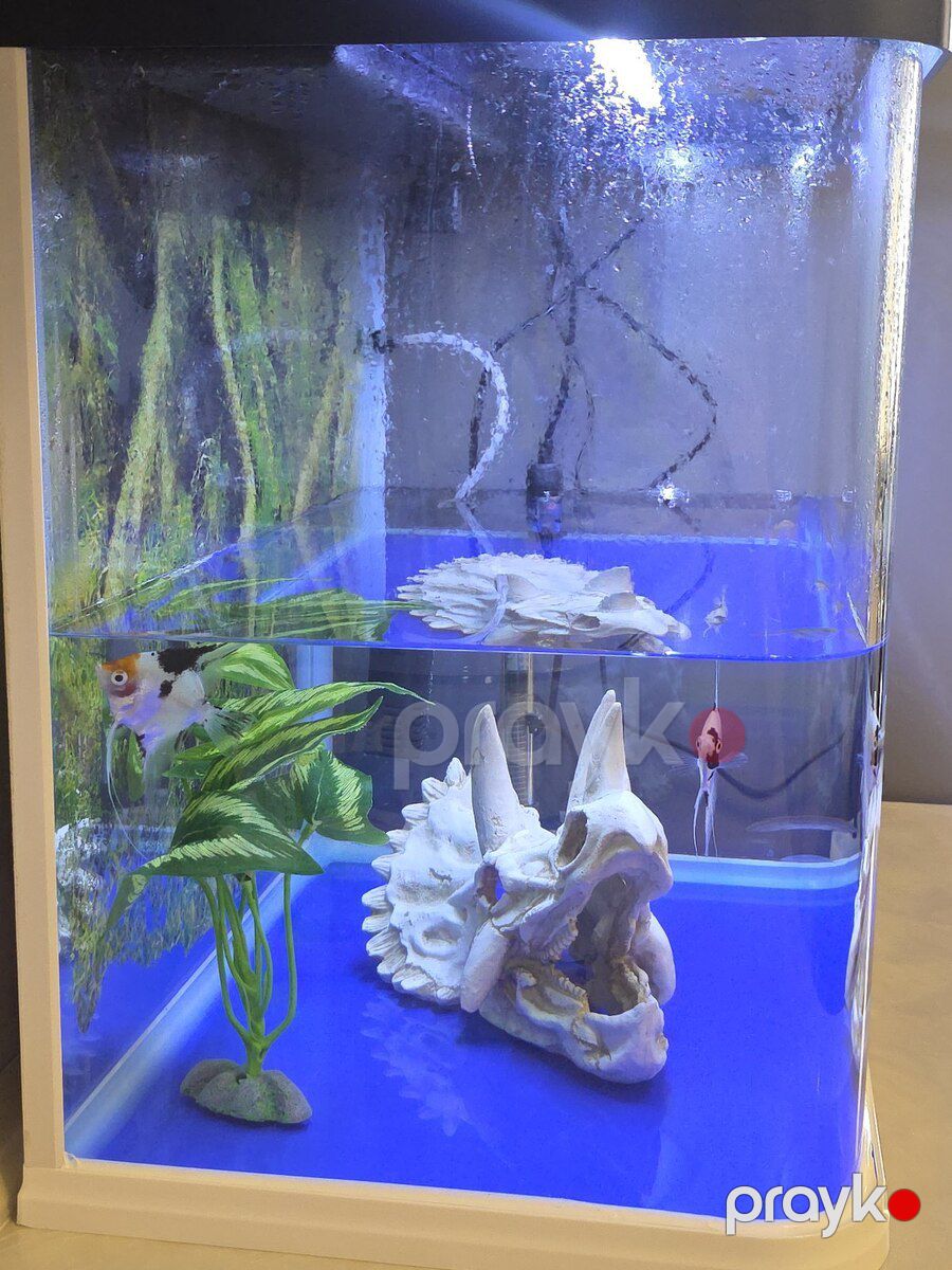 Akvarium dekoru — Akvariumlar və balıqlar, Sumqayıt (5)