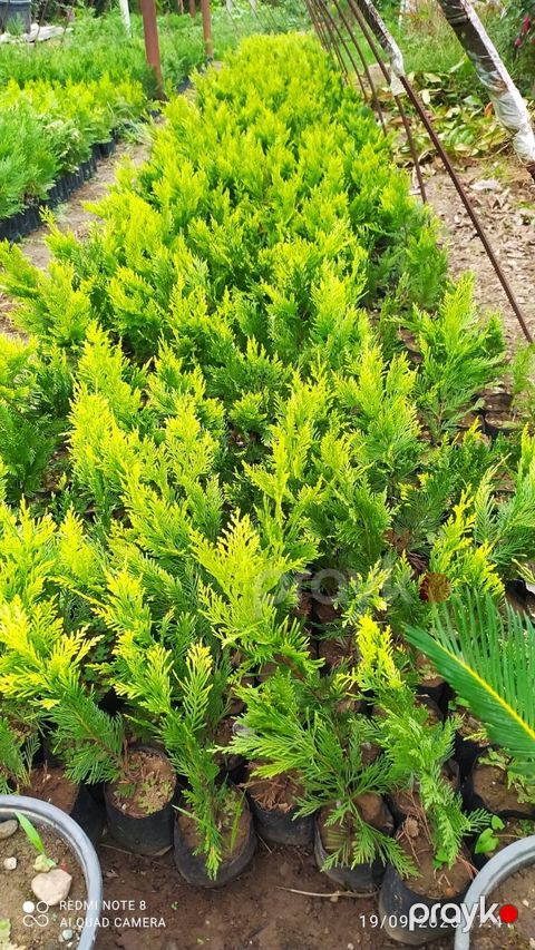Leylandıra gold şitilləri — Astara