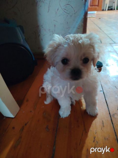 Pekines, 2 ay, Dişi, Peyvəndli — Digah