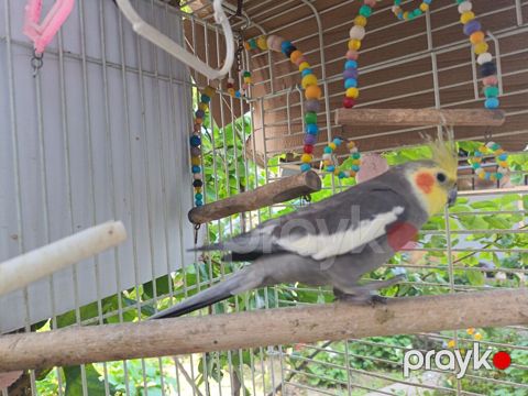 Nimfa (Cockatiel) tutuquşu – boz rəng, ağ qanad ləkələri, sarı çeper — Bakı