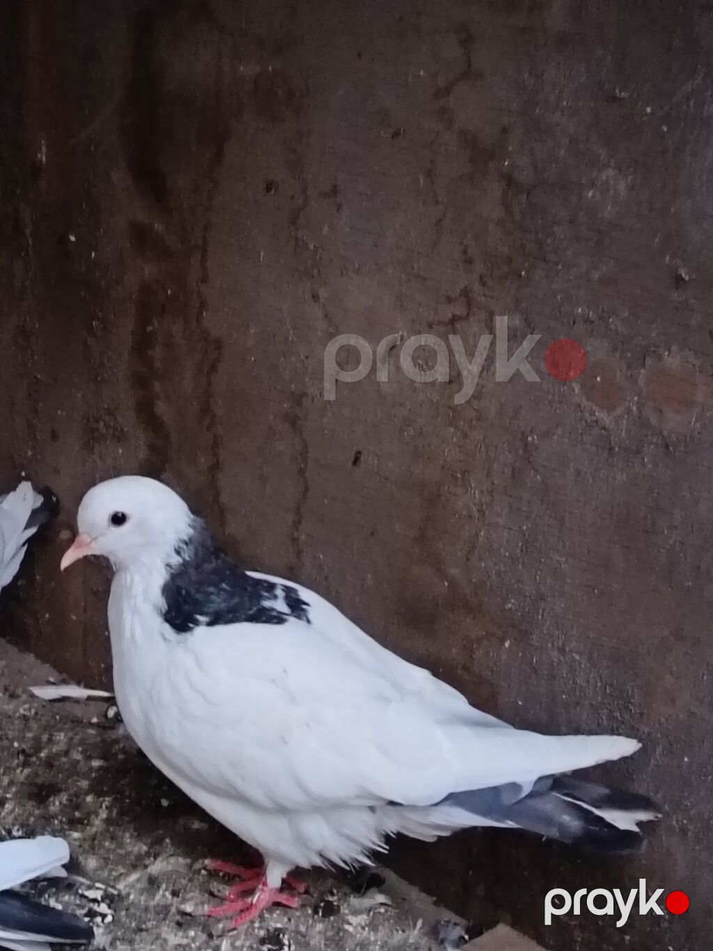 Salam. Tam saglam heyvanlardı. Hamsi ucan quslardi. Cutderde var — Göyərçin, Şəki (2)