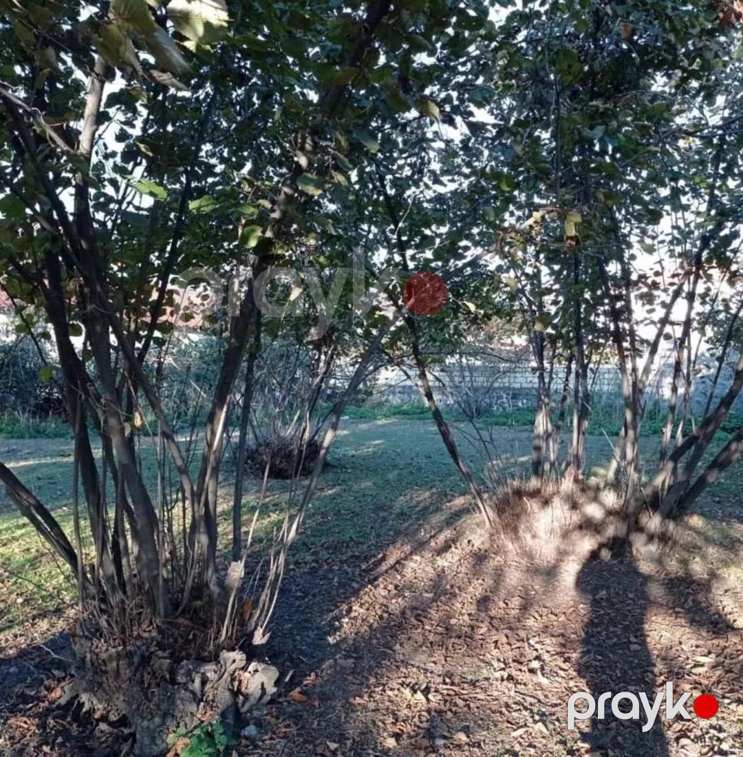 54 sot torpaq sahəsi, Zaqatala ş — Torpaq, Zaqatala (7)