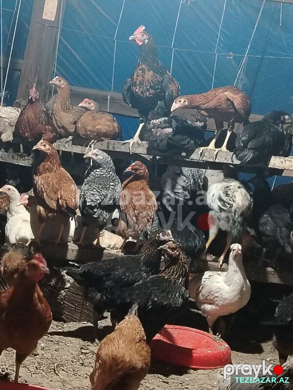 Kesime hazır Kent Çolpalar — Quşlar, Yevlax (5)