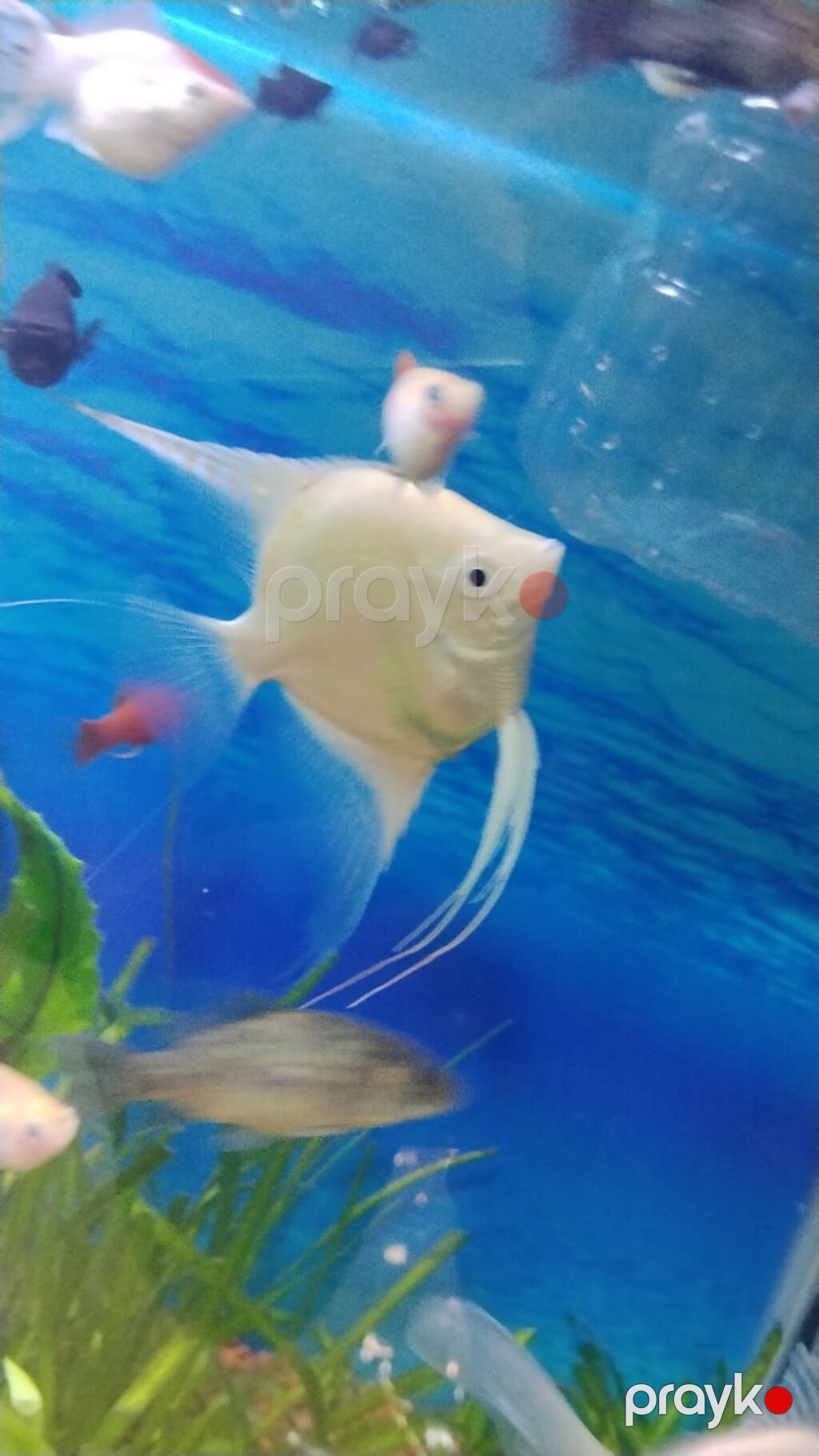 Akvaryum üçün ağ/kremsi rəngdə Skalyar (angelfish) - Növ — Akvariumlar və balıqlar, Bakı (4)
