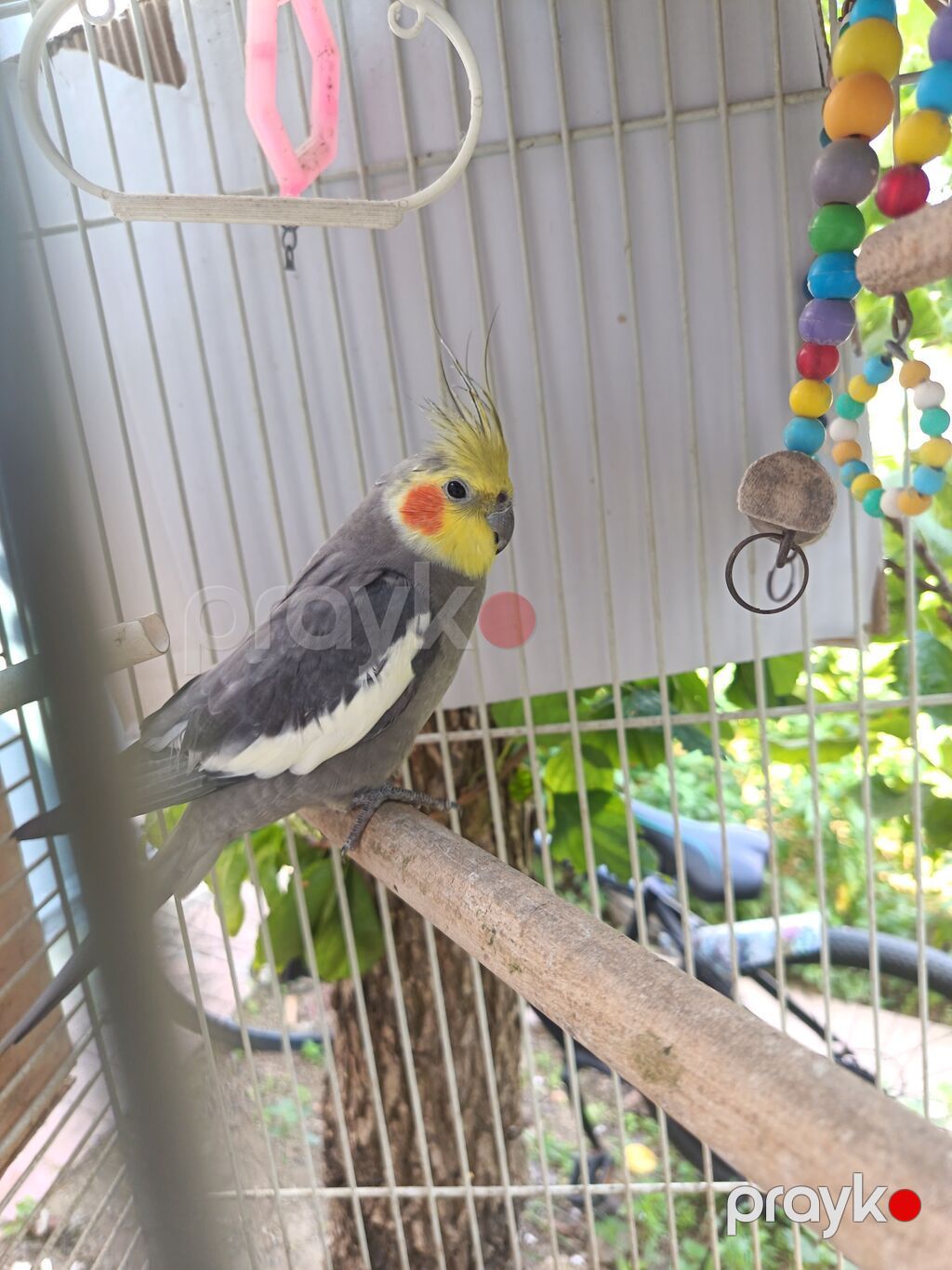 Nimfa (Cockatiel) – boz-ağ rəngli, sarı lələklı qaşqa və narıncı — Tutyun papağayı, Bakı (2)