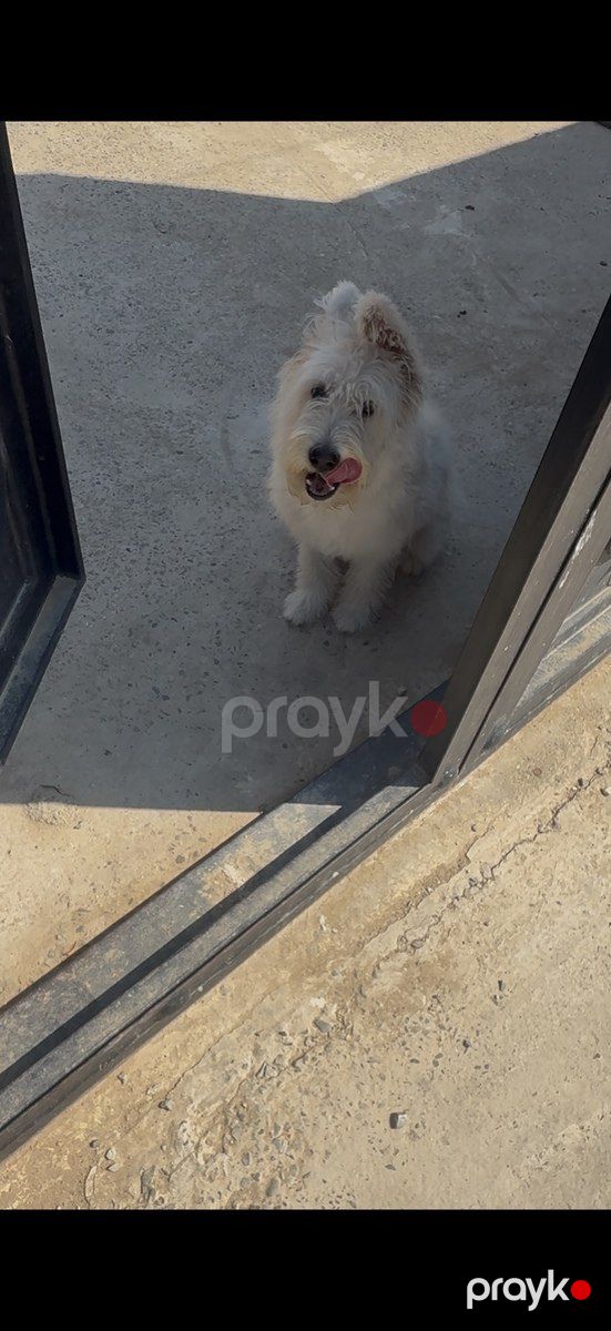 Pudel — Köpəklər, Bakı (2)