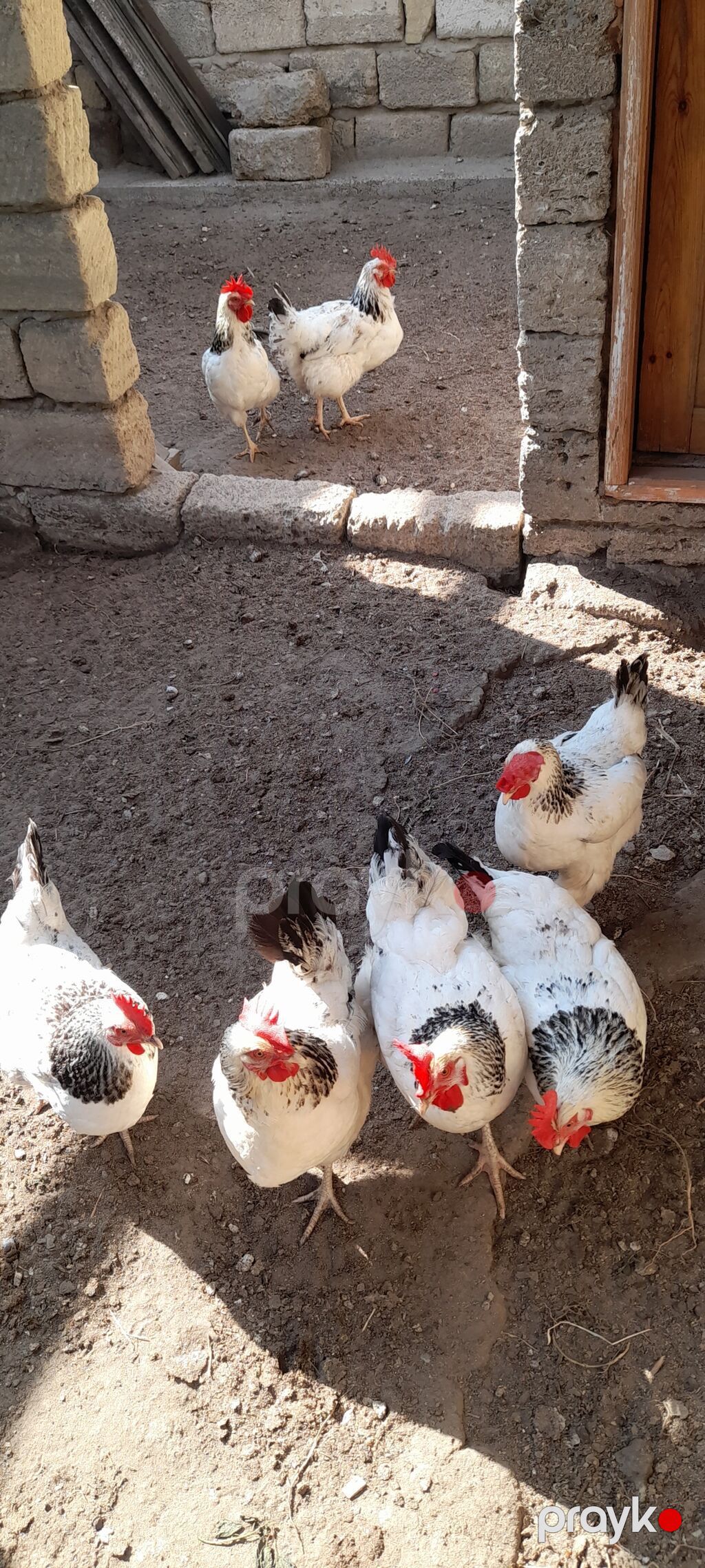 Toyuq, Yumurtalıq, Ünvandan götürmə — Toyuq və xoruz, Digah (2)
