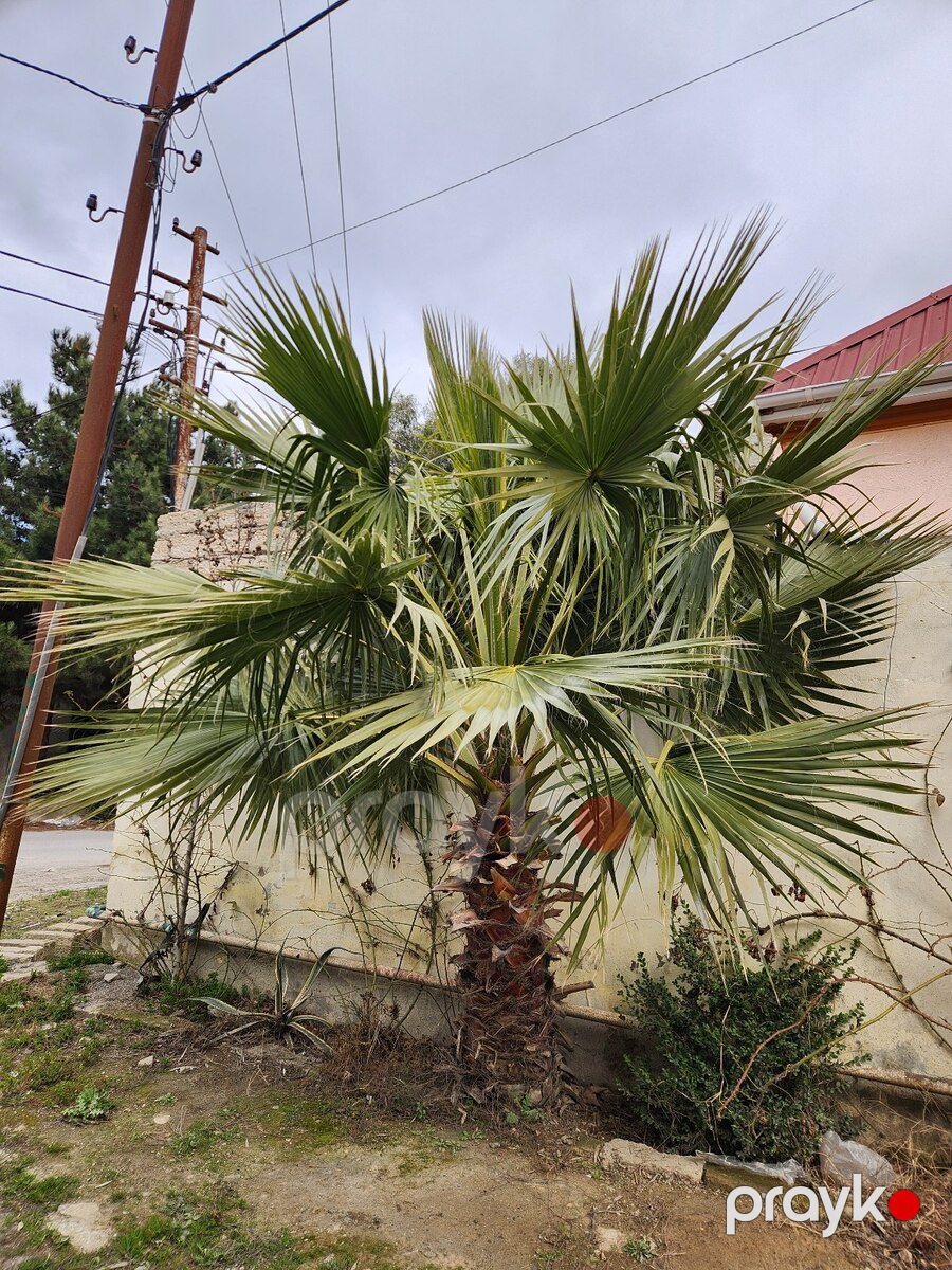 Dekorativ palma — Bitkilər, Bakı (10)