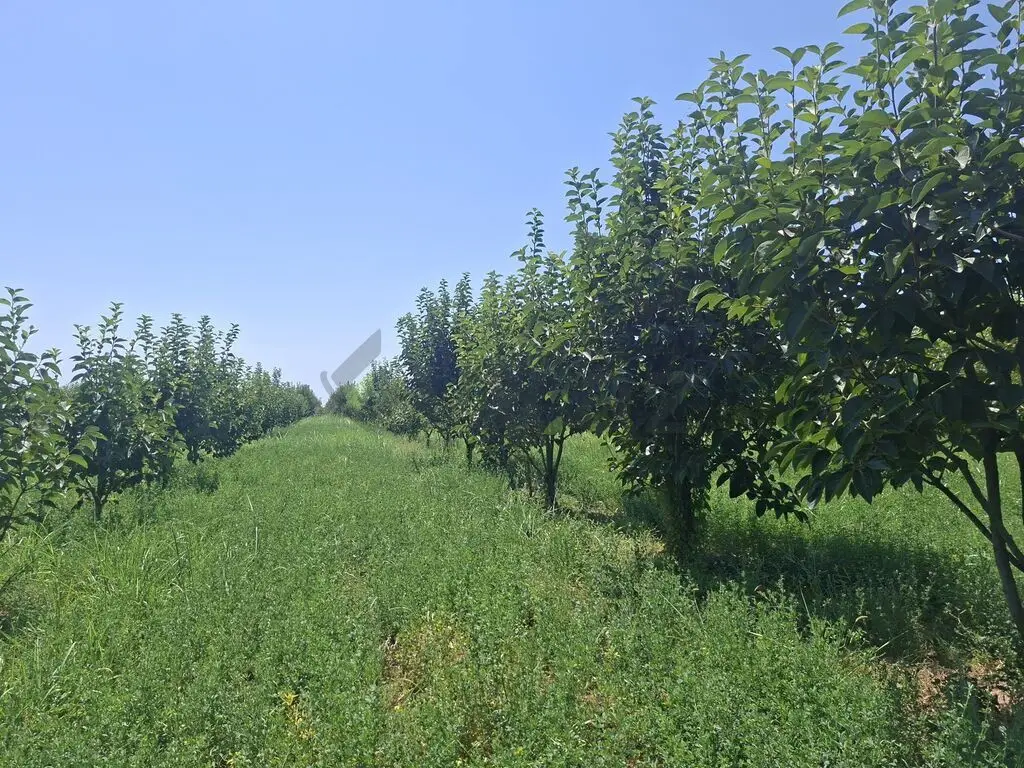 100 sot Torpaq Satılır, Göyçay — Torpaq, Göyçay (4)