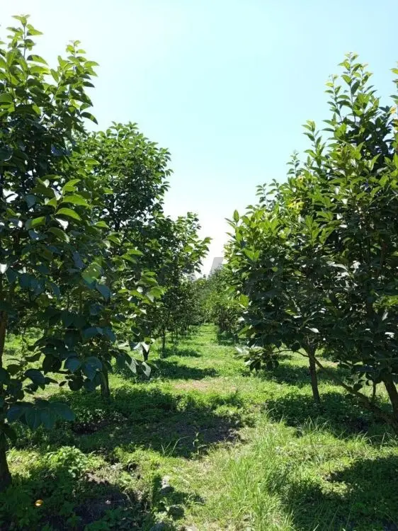 60 sot Torpaq Satılır, Xaçmaz — Xaçmaz