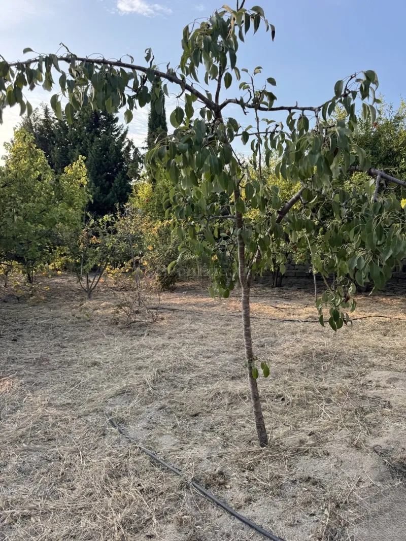 Satılır Torpaq 4 sot Bakı, Abşeron r., Novxanı — Torpaq, Bakı (4)