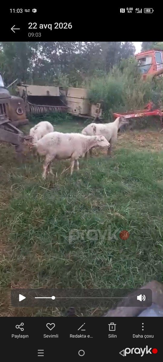 Qoyunlar — Kənd təsərrüfatı heyvanları, Qax (2)